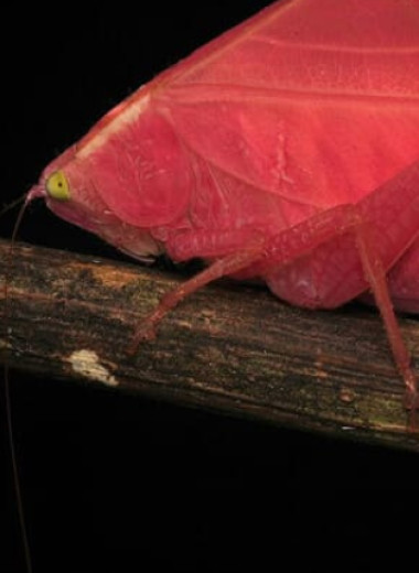 Розовый кузнечик позеленел после 11 дней в неволе