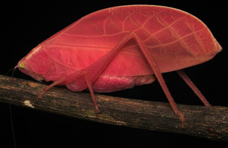 Розовый кузнечик позеленел после 11 дней в неволе