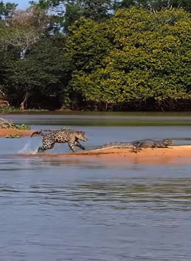 Ягуар атакует крокодила: видео