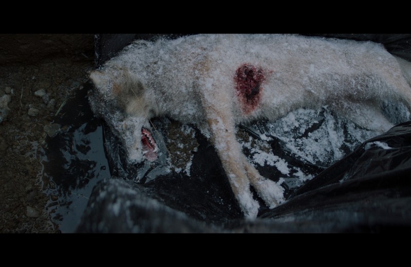 «Мысленный волк». Новый фильм Валерии Гай Германики как главная провокация «Кинотавра»