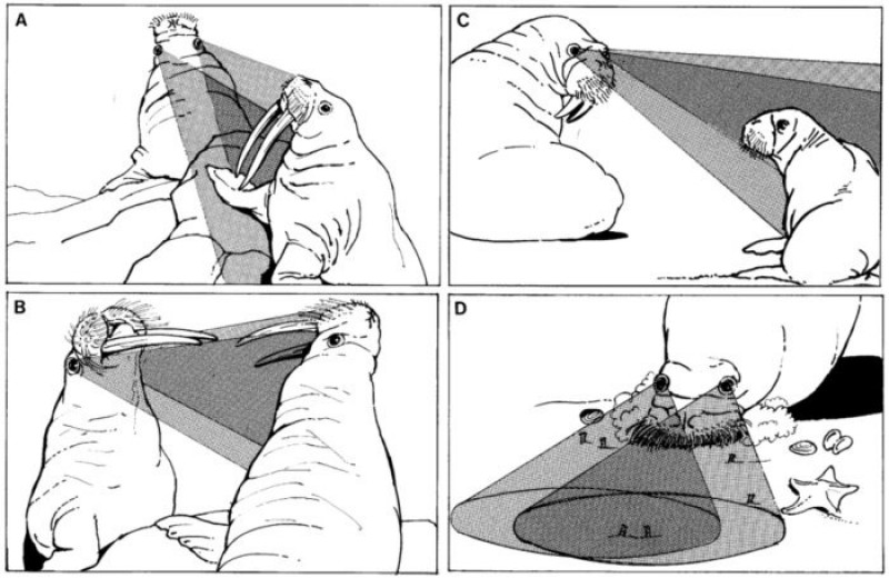 5 самых забавных научных иллюстраций: рыба в космосе и морж-супермен