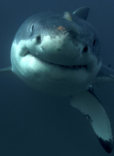 Умные до ужаса: почему акулы — профессора убийства