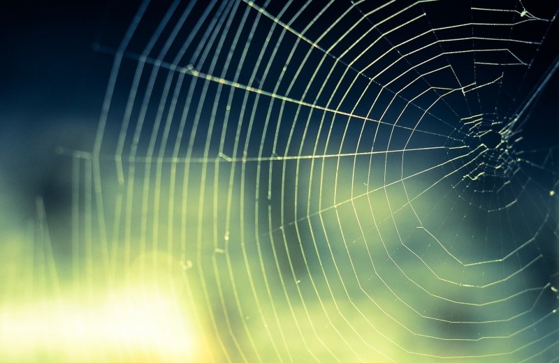 Сколько пауков в день съедает человек: наука против мифов