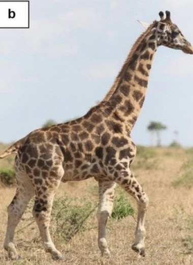 Ученые встретили двух карликовых жирафов