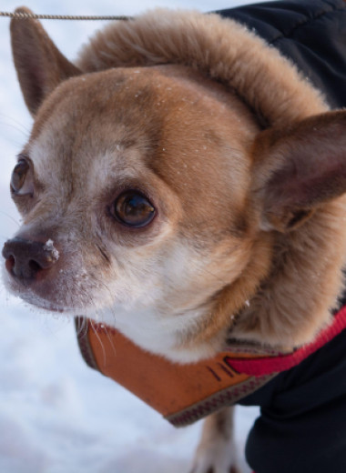 Не только от страха и холода: почему маленькие собаки вечно дрожат