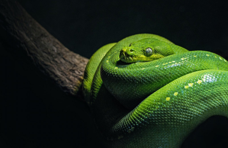 10 самых ядовитых змей на планете