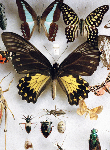 Шуршащая планета: чем опасно падение численности насекомых