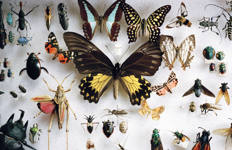 Шуршащая планета: чем опасно падение численности насекомых