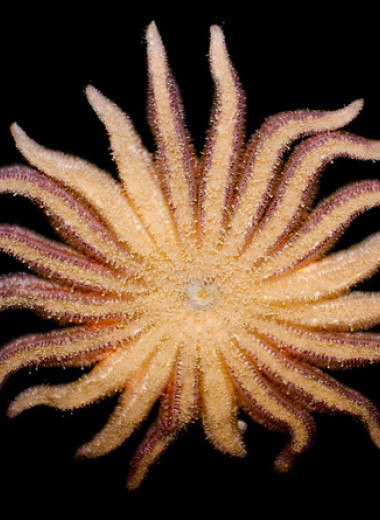 Зоологи научились разводить гигантских морских звезд-подсолнухов в неволе