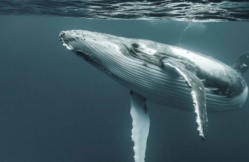 Горбатые киты учатся песням друг у друга