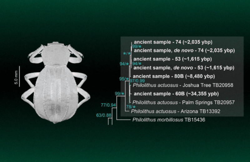 Биологи выделили древнюю ДНК насекомых из мусорных куч лесных хомяков