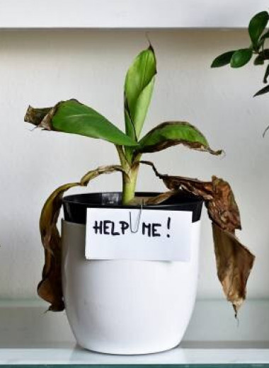 Как спасти комнатное растение от увядания