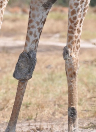 «Серая нога»: неизвестная болезнь жирафов