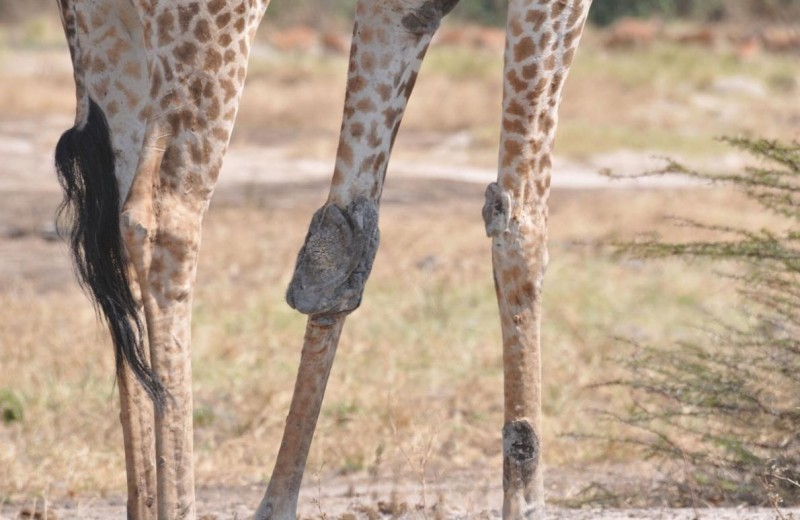«Серая нога»: неизвестная болезнь жирафов