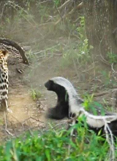 Ярость медоеда: мать спасает детеныша от леопарда