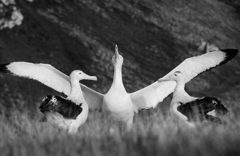 Застенчивость самцов альбатросов повысила риск их расставания с партнершами