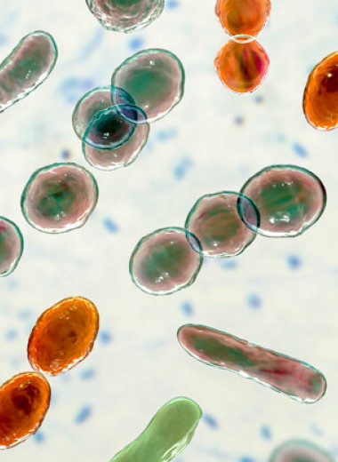 От носа до кишечника: почему микробиом человека так важен для нашего здоровья