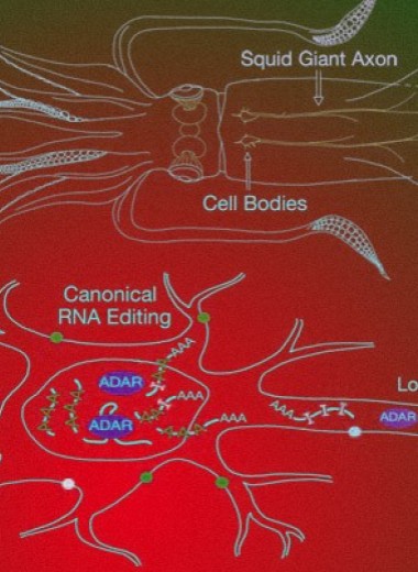 Кальмары перекодировали РНК за пределами клеточного ядра