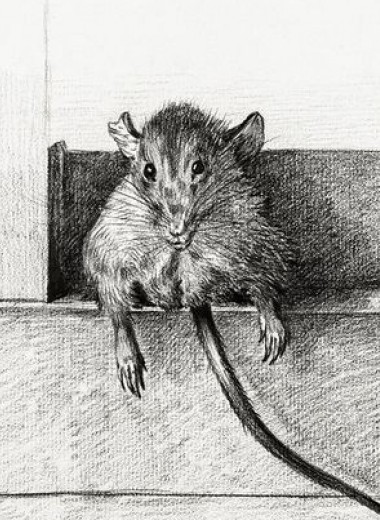 Спаривание наградило мышей лишним весом и сократило их жизнь