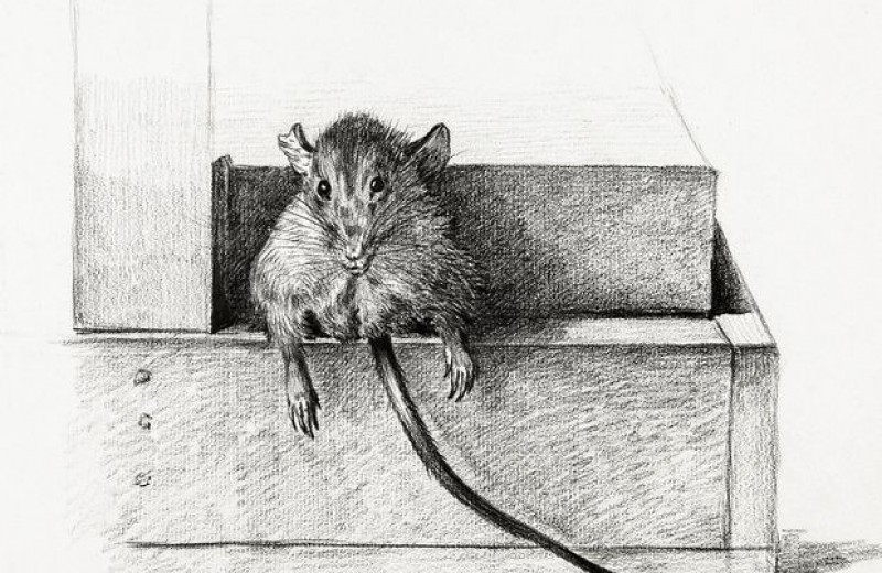 Спаривание наградило мышей лишним весом и сократило их жизнь