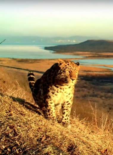 Амурский тигр и дальневосточный леопард сфотографировались на фоне Владивостока