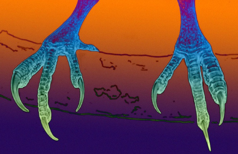 Палеонтологи объяснили функции необычных ног энанциорнисовых птиц из бирманского янтаря