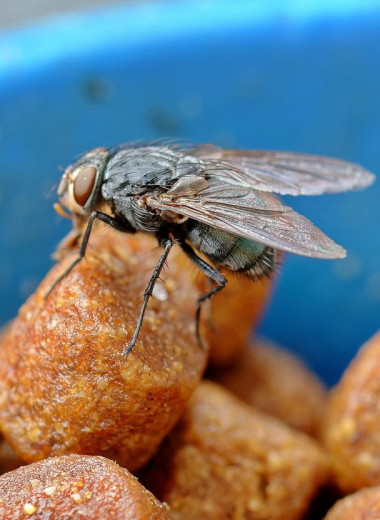 Опасна ли мушиная рвота, или Когда не нужно выбрасывать еду, на которую села муха