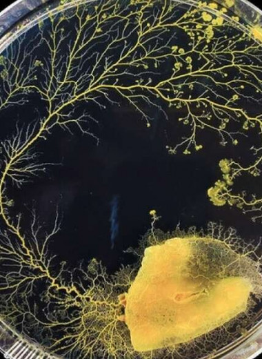 Ученые выяснили, как слизевик без мозга может ориентироваться в окружающей среде и принимать решения