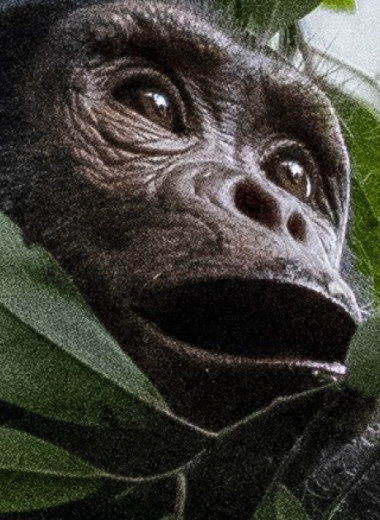 Шимпанзе объединили жесты и мимику во избежание двусмысленности