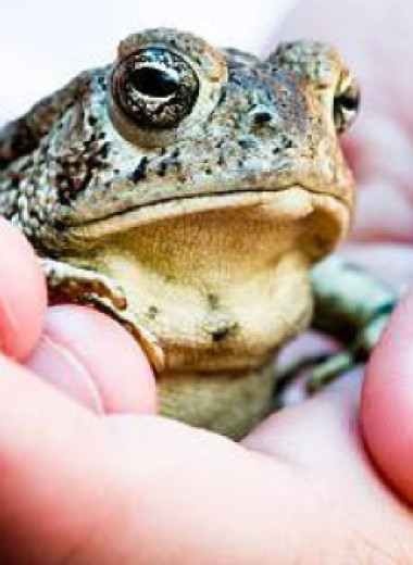 Детские страшилки: правда, что если потрогать жабу, то вырастет бородавка?