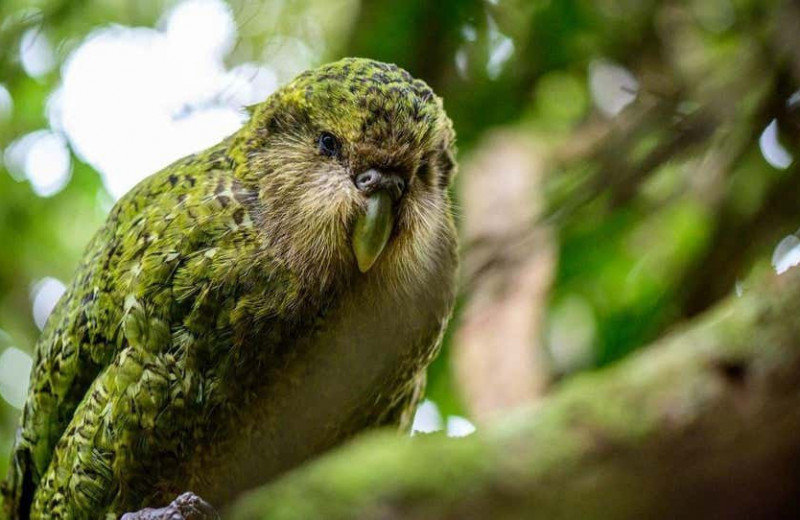 Новозеландские нелетающие попугаи обладают отменной генетикой, несмотря на инбридинг длиной в 10 000 лет