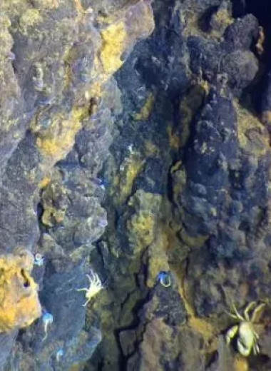 В Тихом океане обнаружена огромная область аномально активных гидротермальных источников