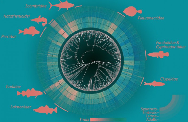Морским и пресноводным рыбам пообещали проблемы с размножением к концу века