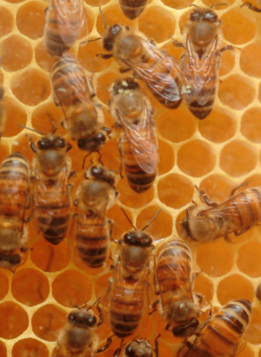 Жизненно важное ж-ж-ж: 6 фактов о пользе и важности пчел