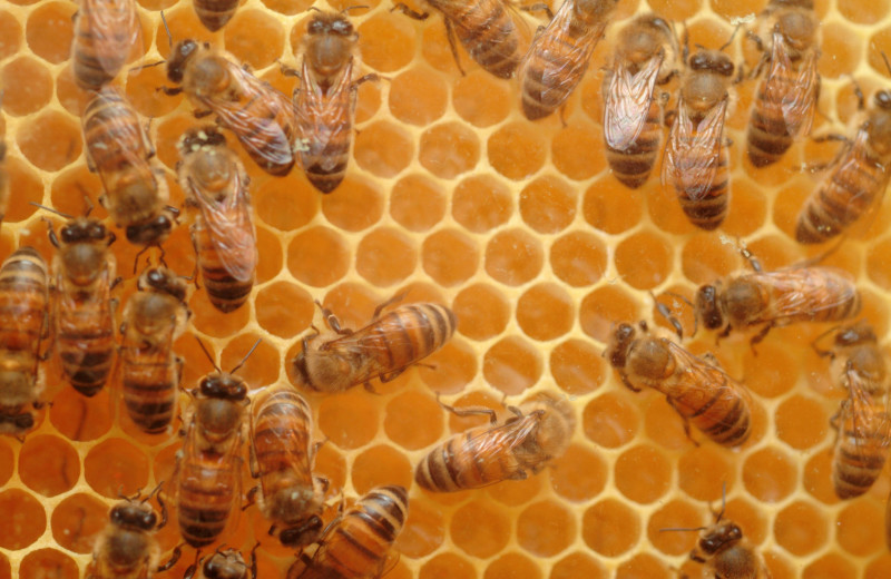 Жизненно важное ж-ж-ж: 6 фактов о пользе и важности пчел
