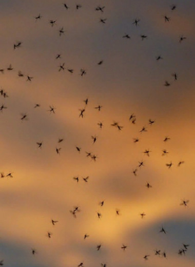 Потому и не кусают: 7 секретов, которые помогут избавиться от укусов комаров