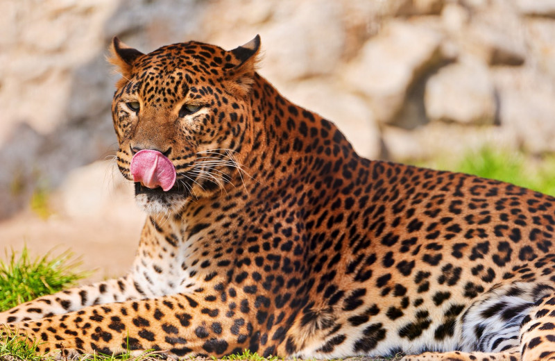 «Я лучше поужинаю»: вместо спаривания леопард получил легкую добычу