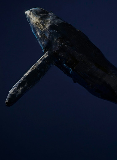 Синий кит весит как 30 слонов, а горбатый может часами петь свои песни: 5 удивительных фактов о китах