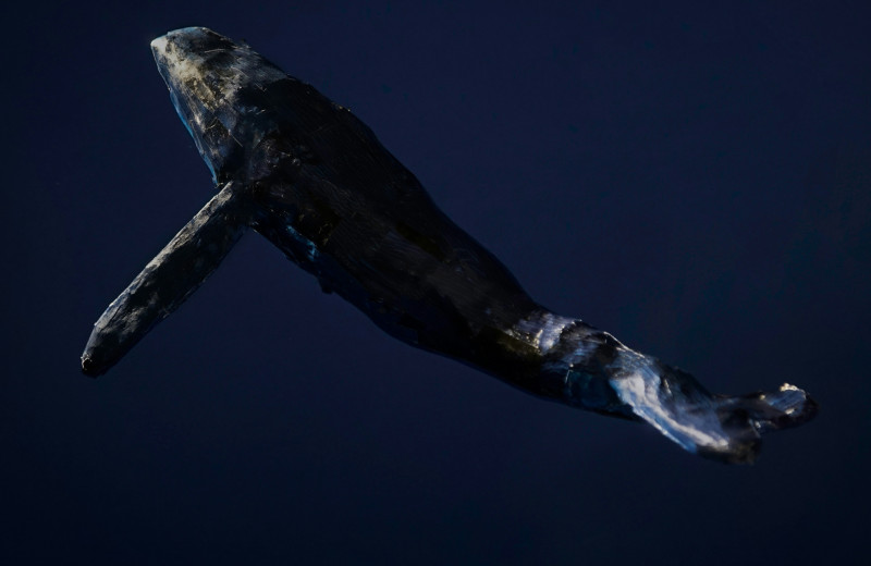 Синий кит весит как 30 слонов, а горбатый может часами петь свои песни: 5 удивительных фактов о китах