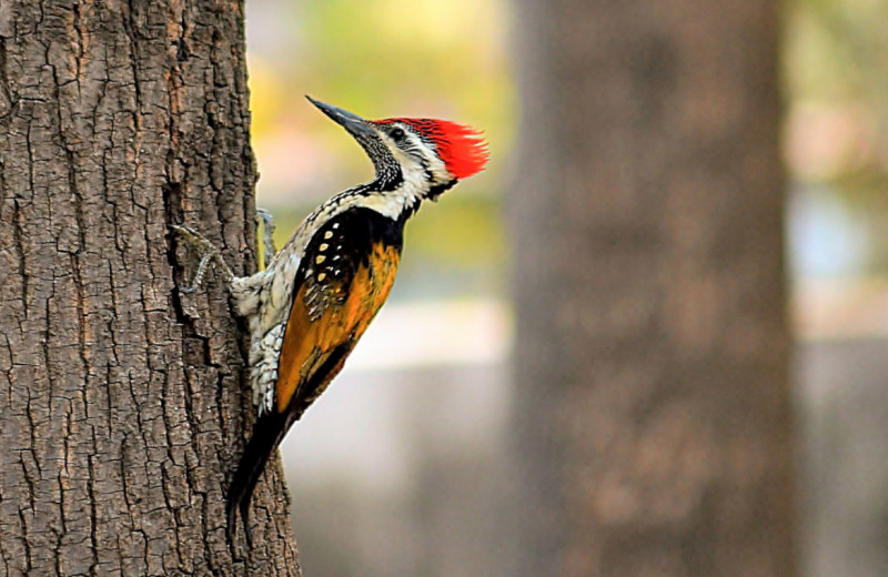 По ком стучит дятел: 6 занимательных фактов о лесных птицах