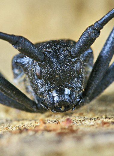 Безобидные монстры: 3 портрета насекомых, которых мы боимся напрасно