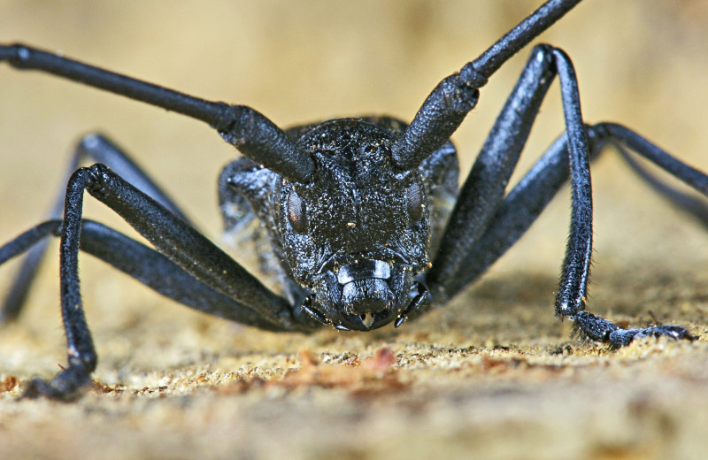 Безобидные монстры: 3 портрета насекомых, которых мы боимся напрасно