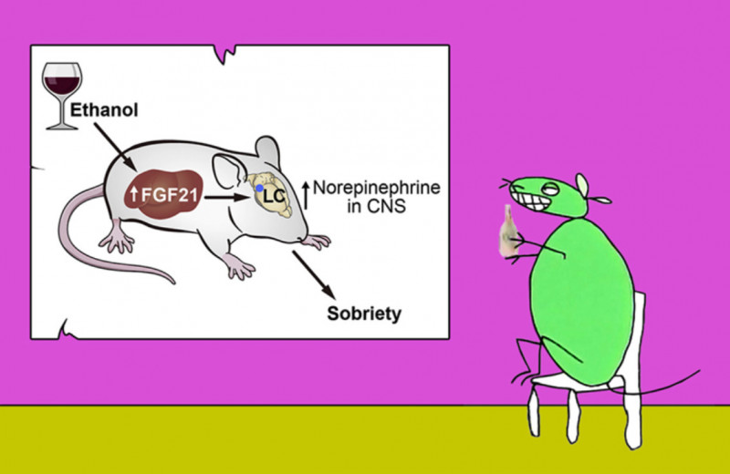Инъекция гормона FGF21 быстро отрезвила пьяных мышей