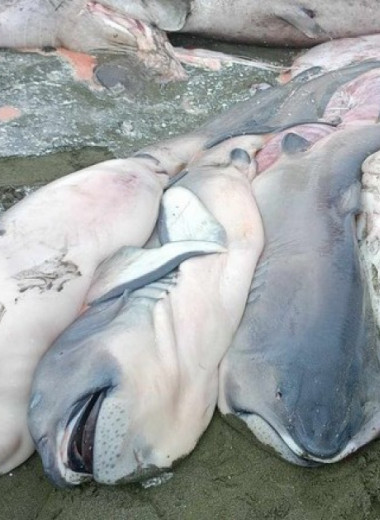 Зоологи впервые обнаружили беременную большеротую акулу