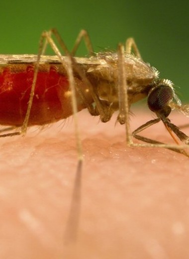 240 комаров сжимают в 1 кубический сантиметр (видео и объяснение, кому и зачем это надо)