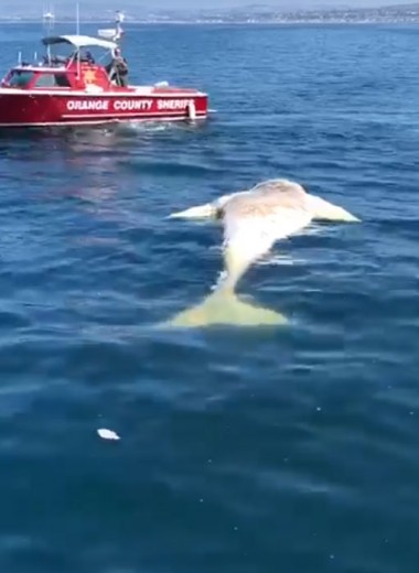 Пятиметровая белая акула ест кита: видео
