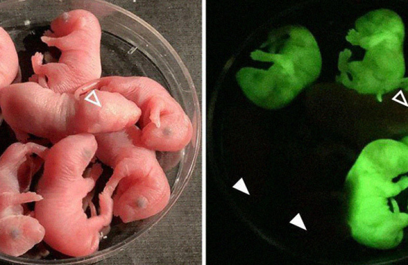 Химерные крысы произвели мышиные сперматозоиды