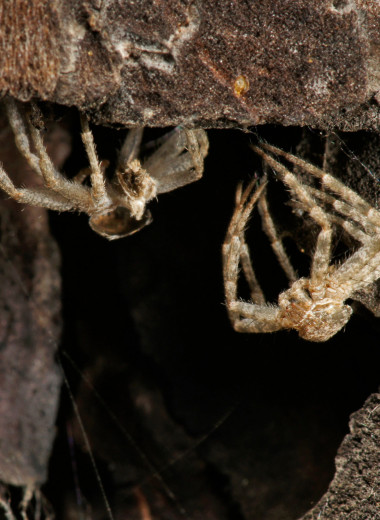 Зачем людям пауки? 3 удивительных причины