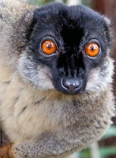 Жители мадагаскарских городов съели 13000 лемуров в год