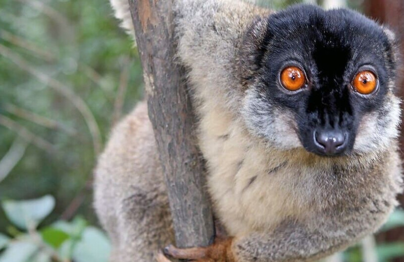 Жители мадагаскарских городов съели 13000 лемуров в год